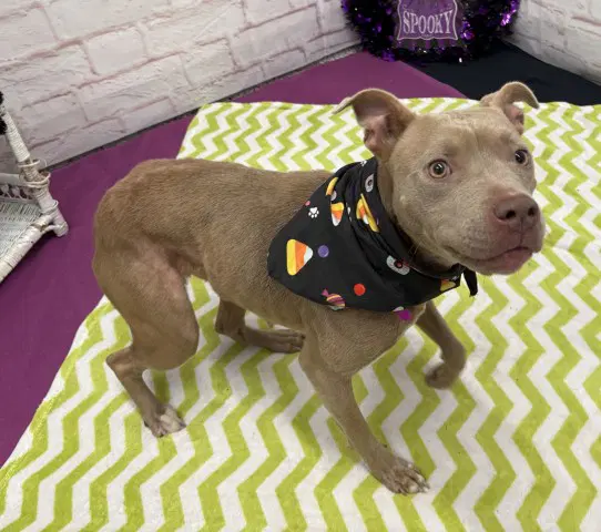 Mk O'brien - Pit Bull Terrier