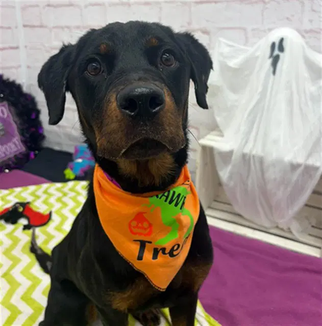 Kira Juodikis - Rottweiler
