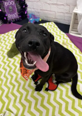 Izzy Daniel - Labrador Retriever