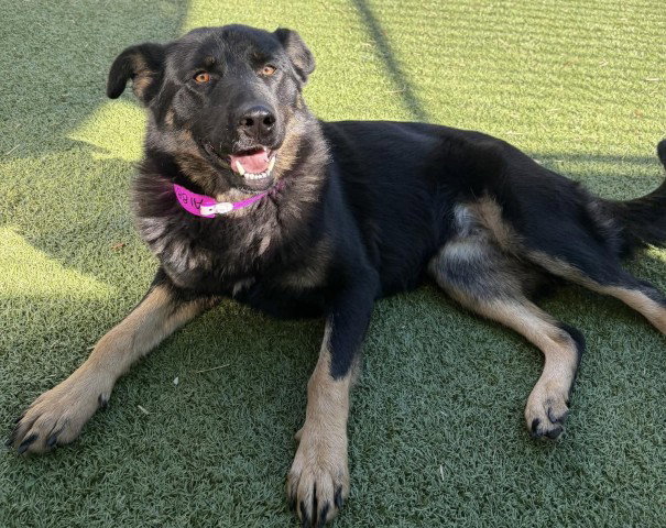 CHANREET BASSI