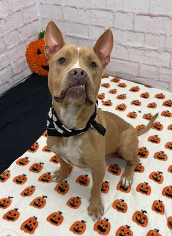 Dexter - Pit Bull Terrier