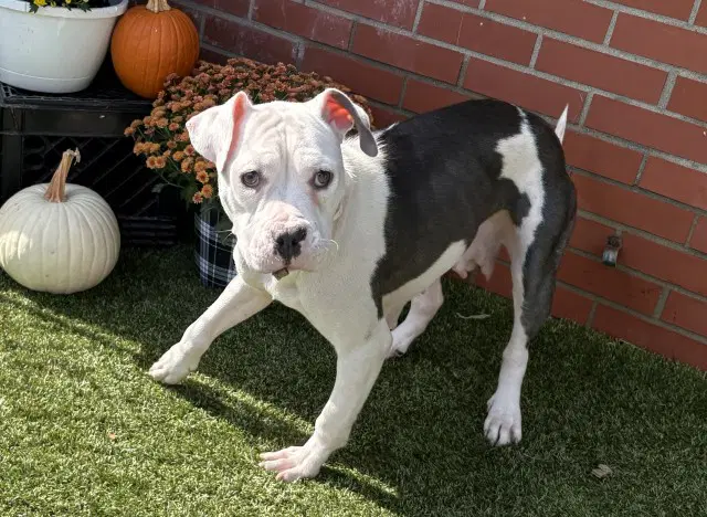 Grape Nuts - Pit Bull Terrier