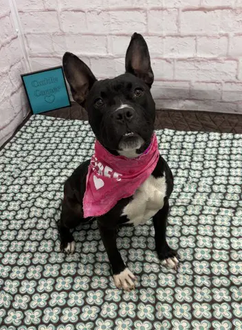 Baguette - Pit Bull Terrier