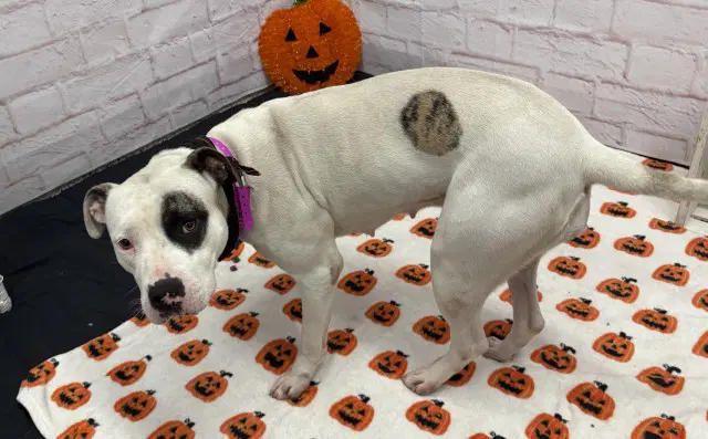 Spots - American Bulldog