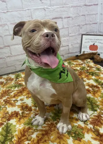 Andrew Copp - Pit Bull Terrier