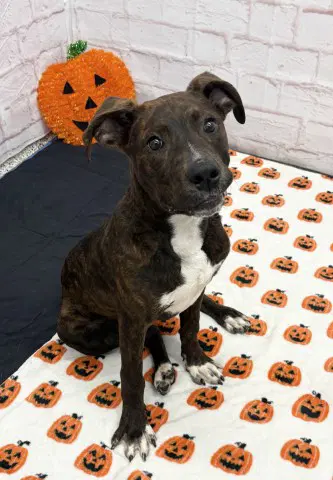 Andreas - Pit Bull Terrier