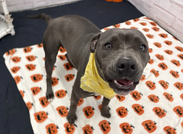 Jada