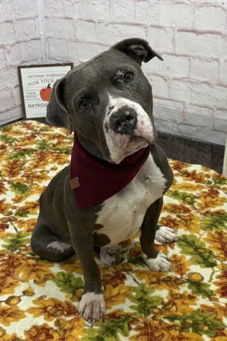 King - Pit Bull Terrier
