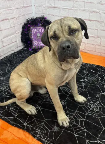 Masiyah - Presa Canario