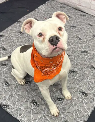 Girlfriend - Pit Bull Terrier