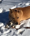 Jack - Photo 7
