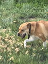 Jack - Photo 2
