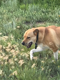 JACK - Labrador Retriever / Australian Cattle Dog/Blue Heeler available for adoption