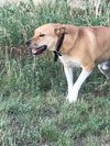Jack - Photo 3