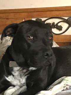 CHITTA - Pit Bull Terrier / Labrador Retriever available for adoption