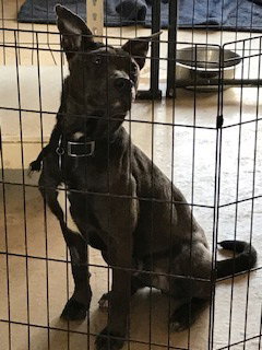 JONAH - Labrador Retriever available for adoption
