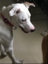 adoptable Dog in , CO named Lady