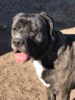 adoptable Dog in Broomfield, CO named Maddie