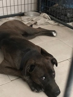RENATA - Chocolate Labrador Retriever available for adoption