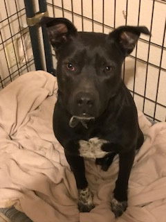 adoptable Dog in Broomfield, CO named Hooch