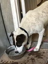 Rocky heeler - Photo 6
