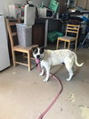 Rocky heeler - Photo 5