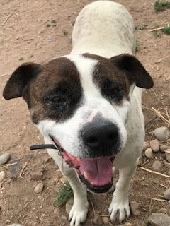 adoptable Dog in Broomfield, CO named Rocky heeler