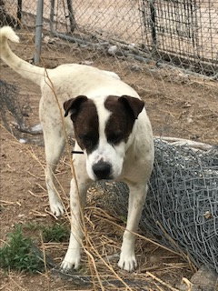 ROCKY HEELER - Red Heeler / Cattle Dog available for adoption