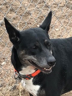 adoptable Dog in Broomfield, CO named Tracy