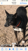 adoptable Dog in  named Tracy