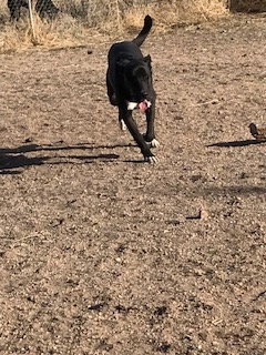 SKYE - Labrador Retriever available for adoption