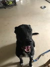 Skye - Photo 3