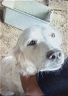 adoptable Dog in broomfield, CO named Daisy