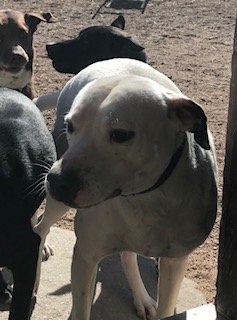 adoptable Dog in Broomfield, CO named Yoshi