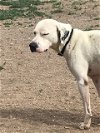 adoptable Dog in broomfield, CO named Yoshi
