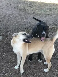 Hutla - Belgian Shepherd Malinois