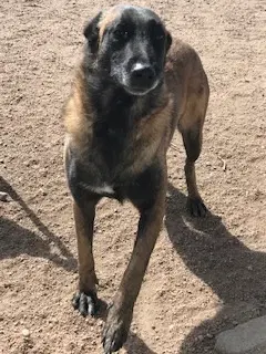 Ursa - Belgian Shepherd Malinois