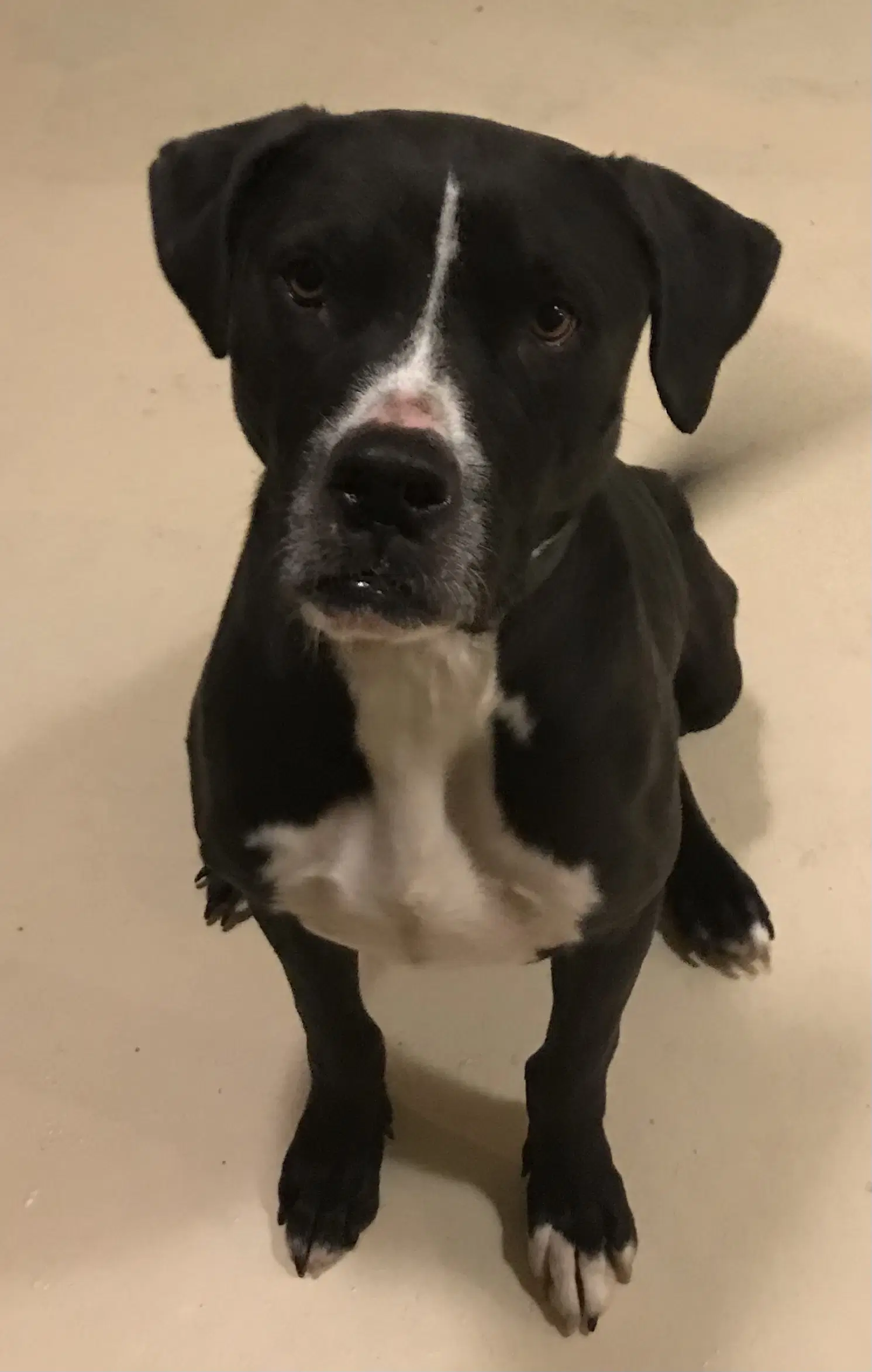 Utah - Boxer