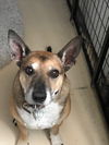 adoptable Dog in Broomfield, CO named Benjii