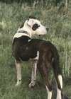 Maizey - Photo 2
