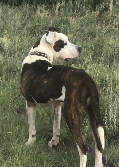 MAIZEY - Pit Bull Terrier available for adoption