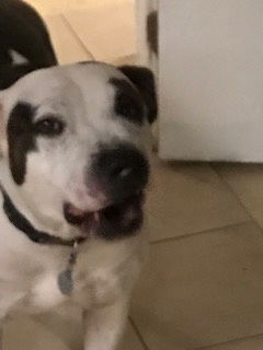 adoptable Dog in Broomfield, CO named Maizey