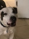 adoptable Dog in Broomfield, CO named Maizey