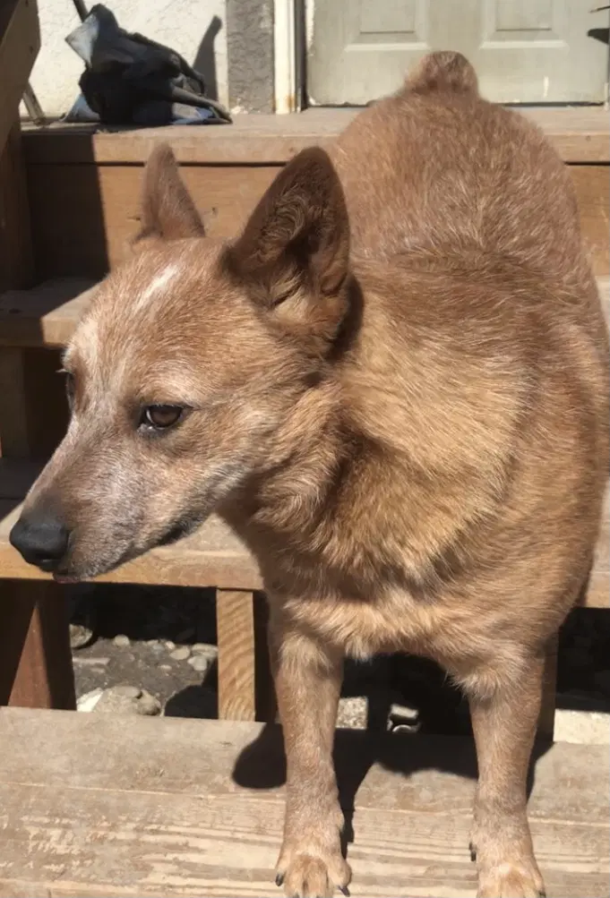 Ushi - Red Heeler