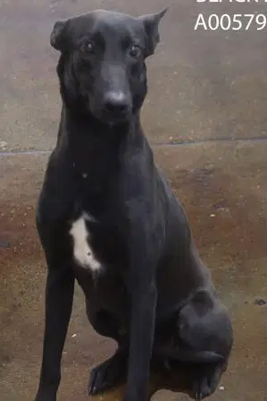 Big Betta - Shepherd