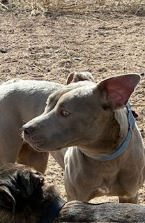 Pit Bull