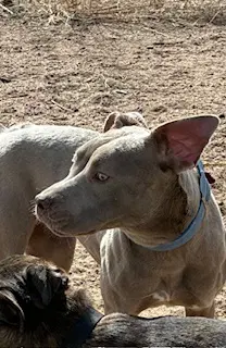 Chai - Pit Bull Terrier