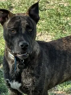 Kai - Staffordshire Bull Terrier