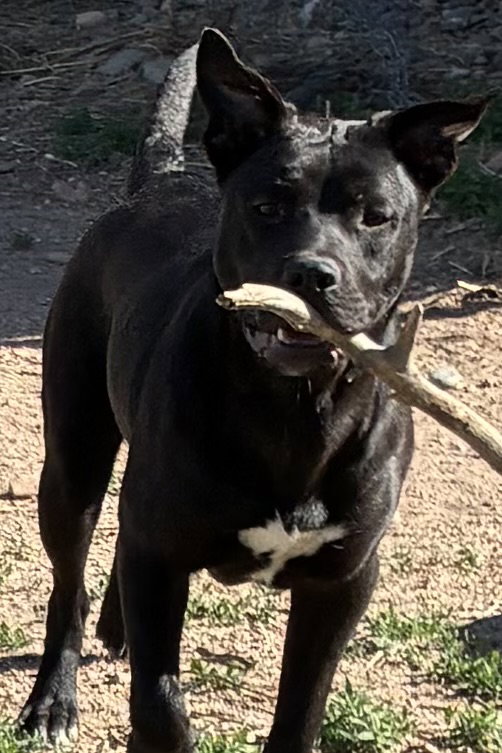 Lotte, Staffordshire Bull Terrier