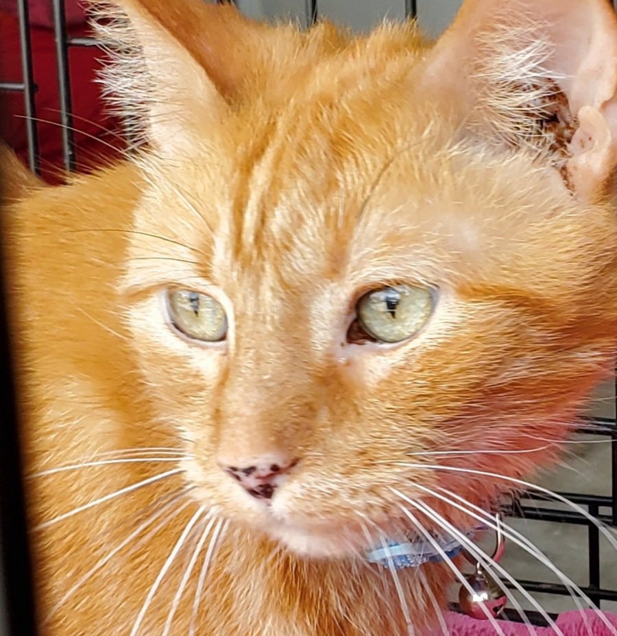 adoptable Cat in Longwood, FL named Floppy   (r/a)